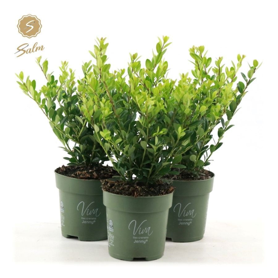 Ilex Crenata Jenny