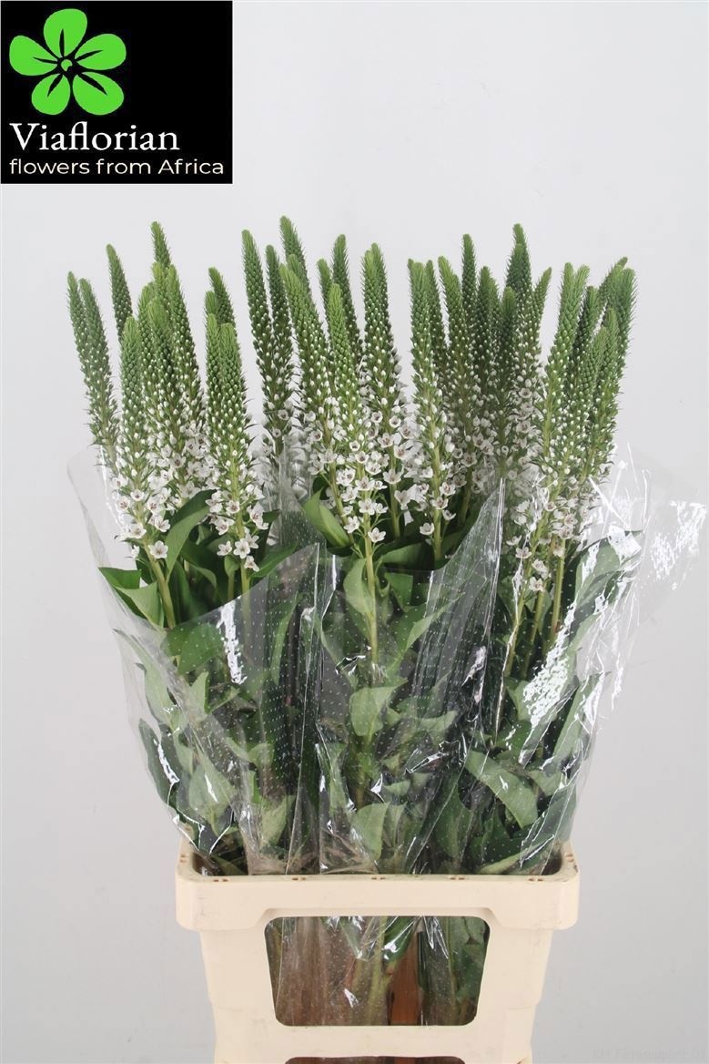 Lysimachia Moonlight 80cm