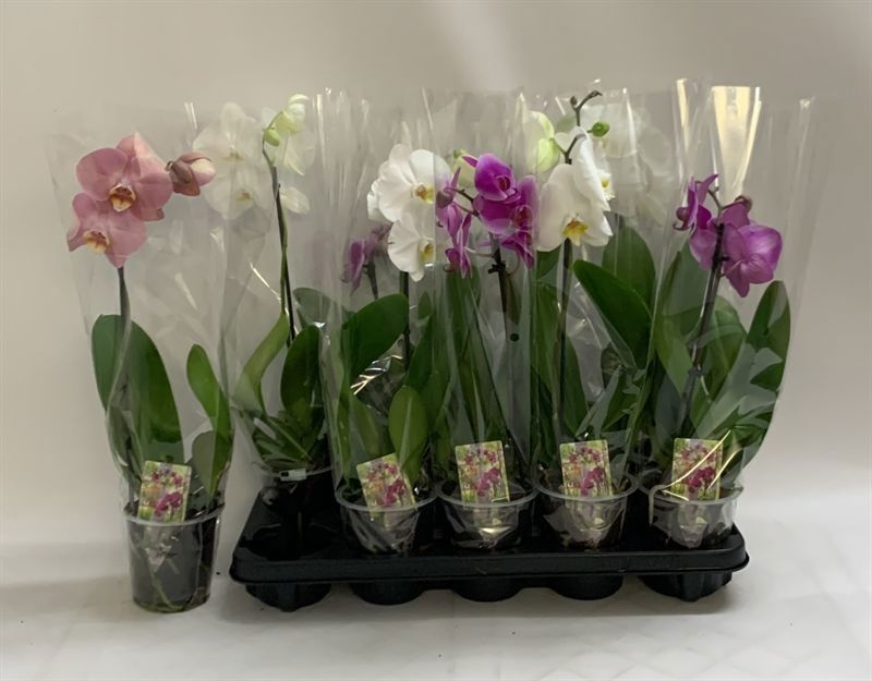 Phalaenopsis Asst 12Ø 55cm