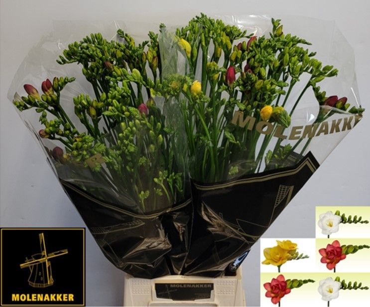 Freesia Double Rainbow 70cm 34gram