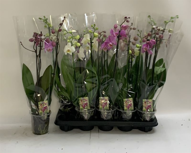 Phal Gem 12P 60H 3TAK 15bloem 12bloei