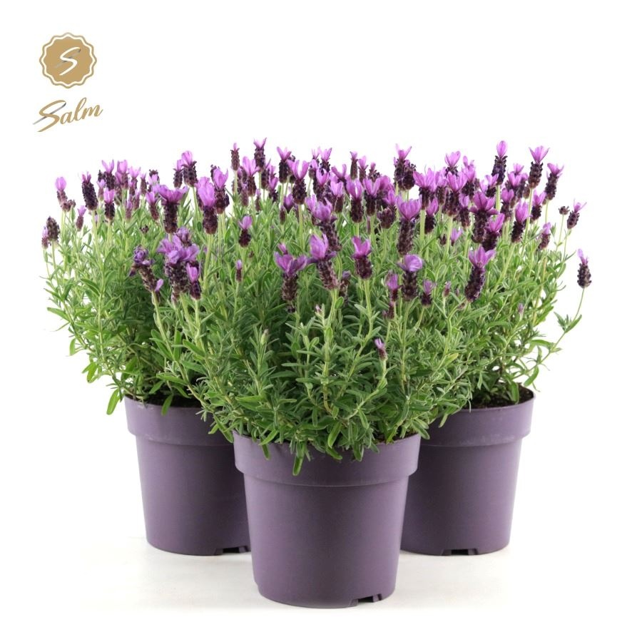 Picture of Lavandula st. 'Anouk'® Collection P19