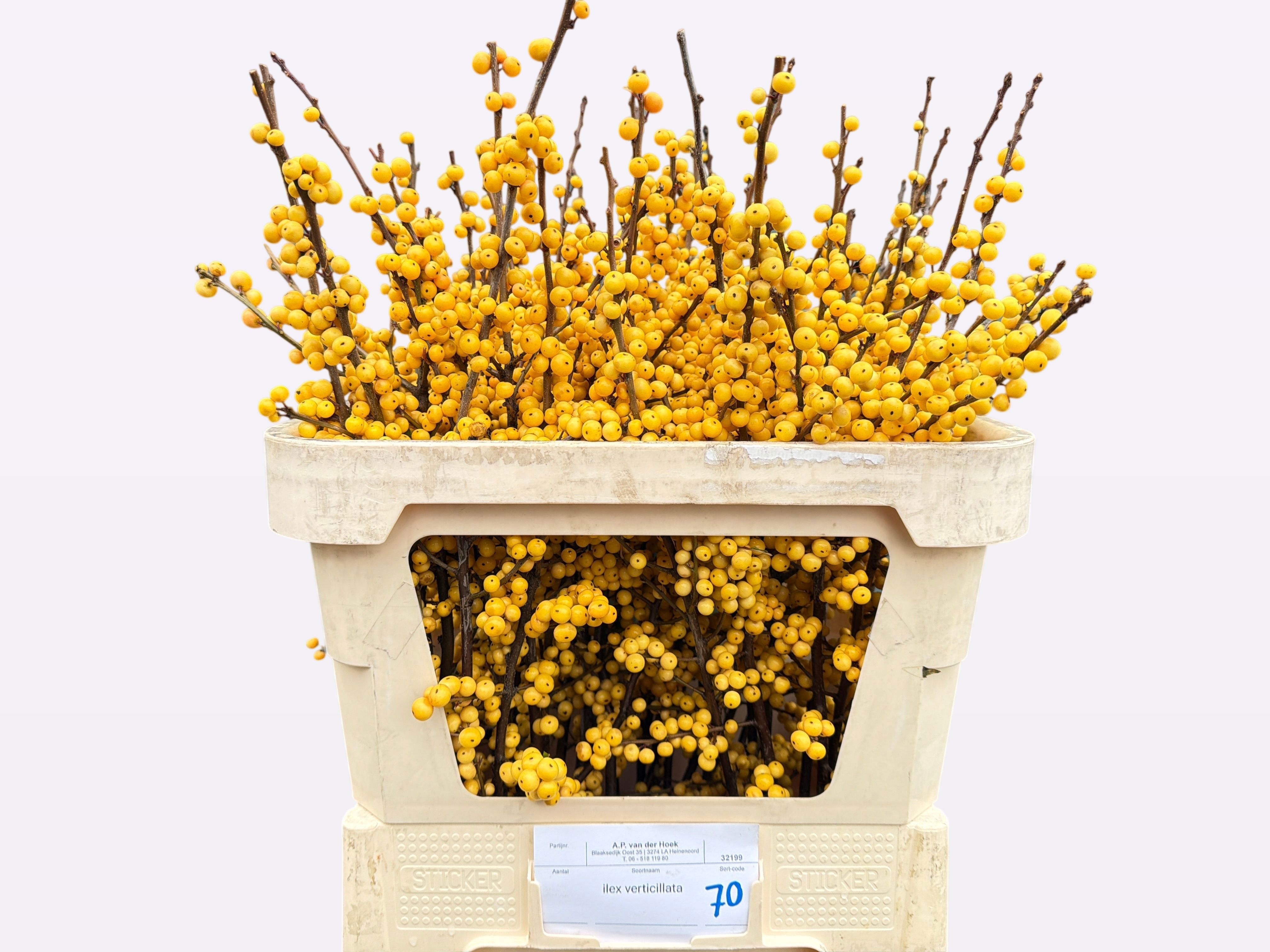 Ilex Citronella 70cm