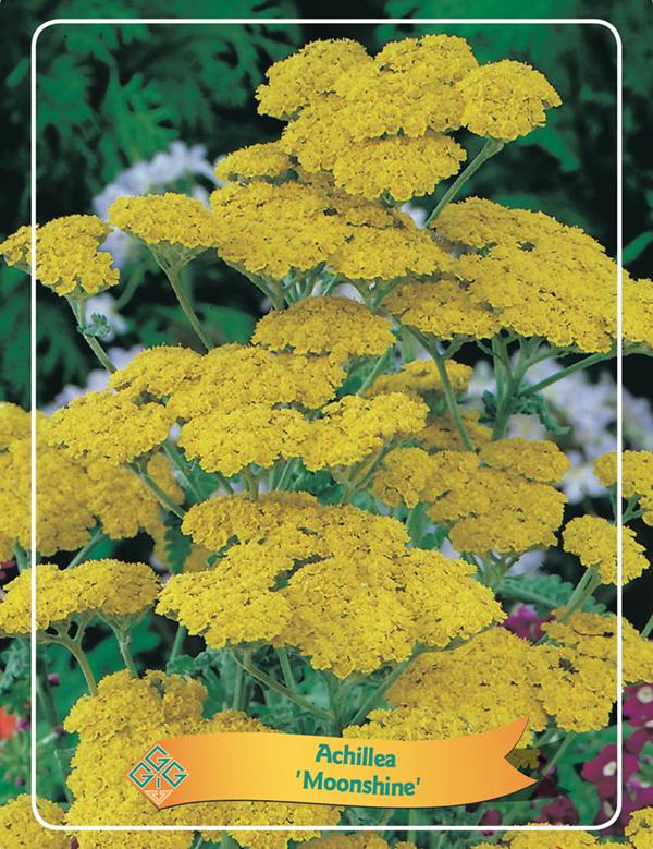 Picture of Achillea mix 6x10 srt. per shelve P11