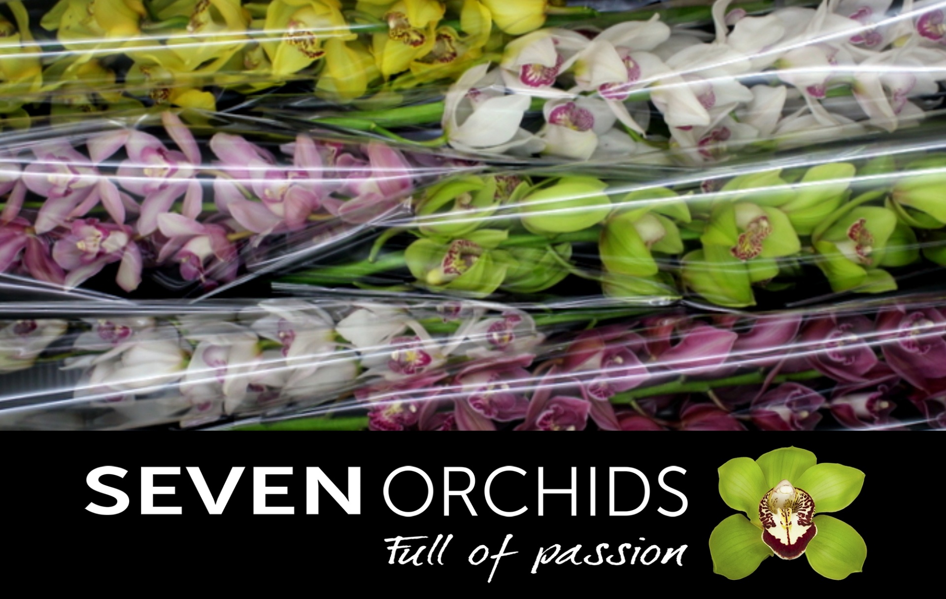Cymbidium Asst 13bl