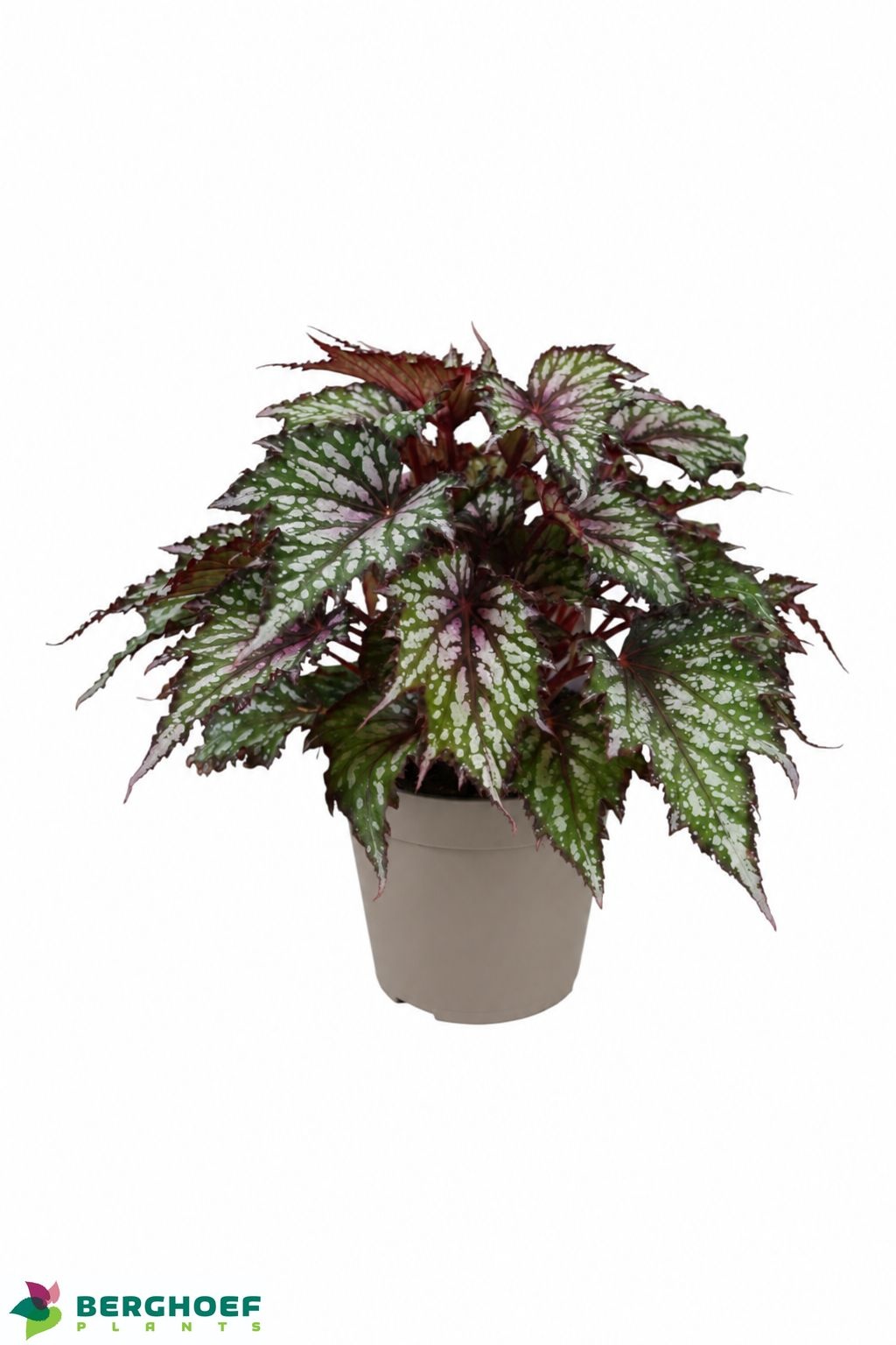 Beg Jw Tricolore 14Ø 30cm