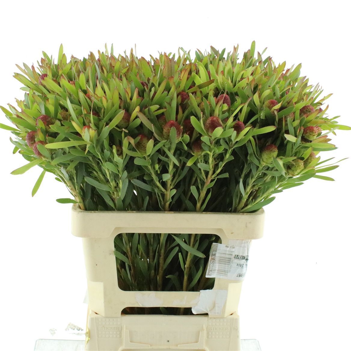 Leucad Ayoba Ch Pear 60cm