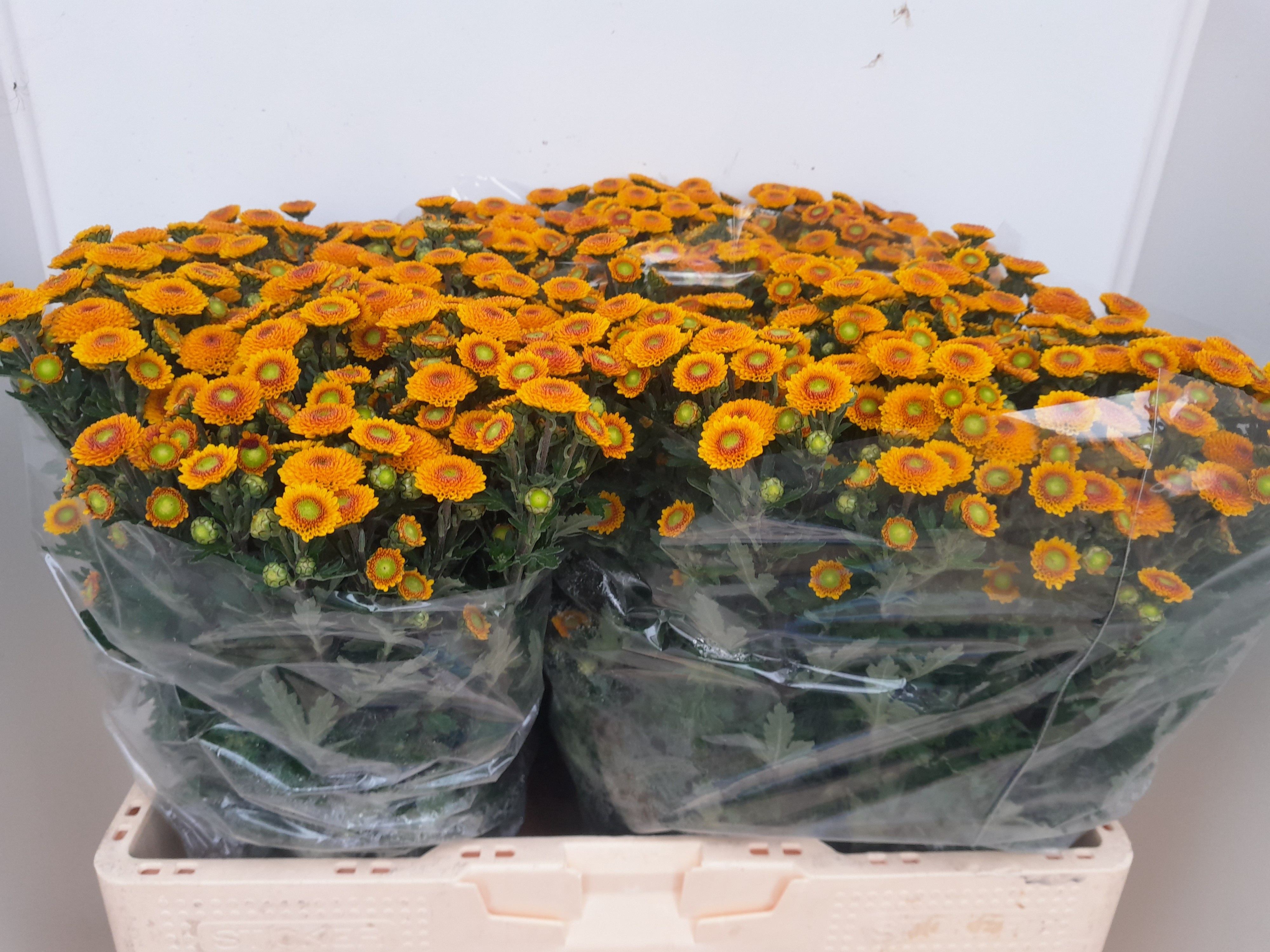 Chrysant Santini Calim Ylw 55cm 100Ø