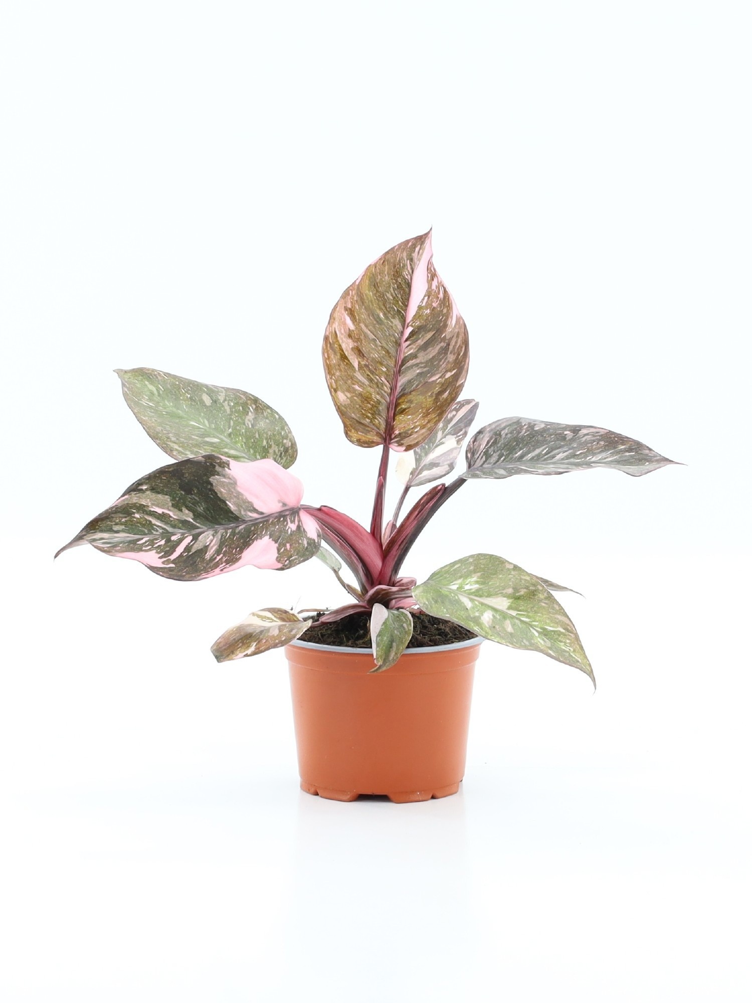 Phil Pink Princess 12Ø 35cm