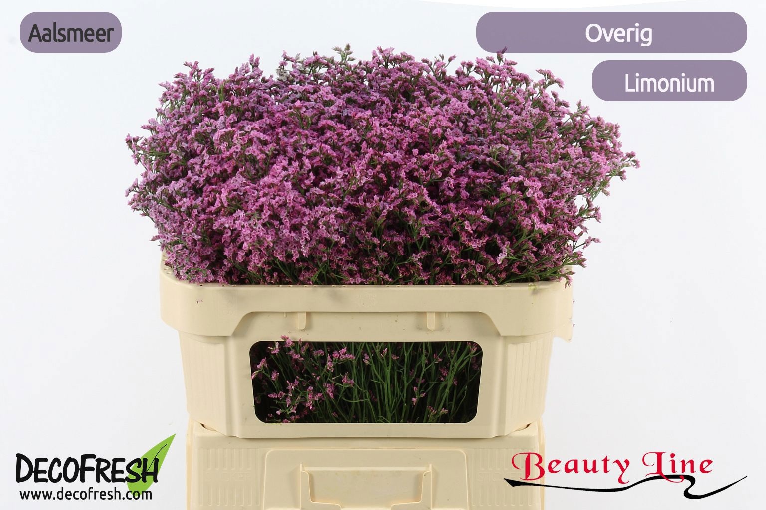 Limonium Sin 70cm 30gram