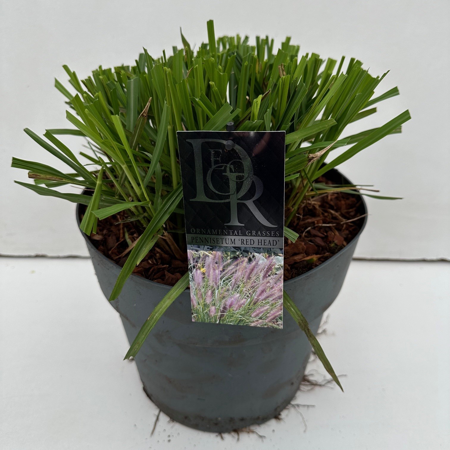 Picture of Pennisetum Red Head P29 (10 Ltr)