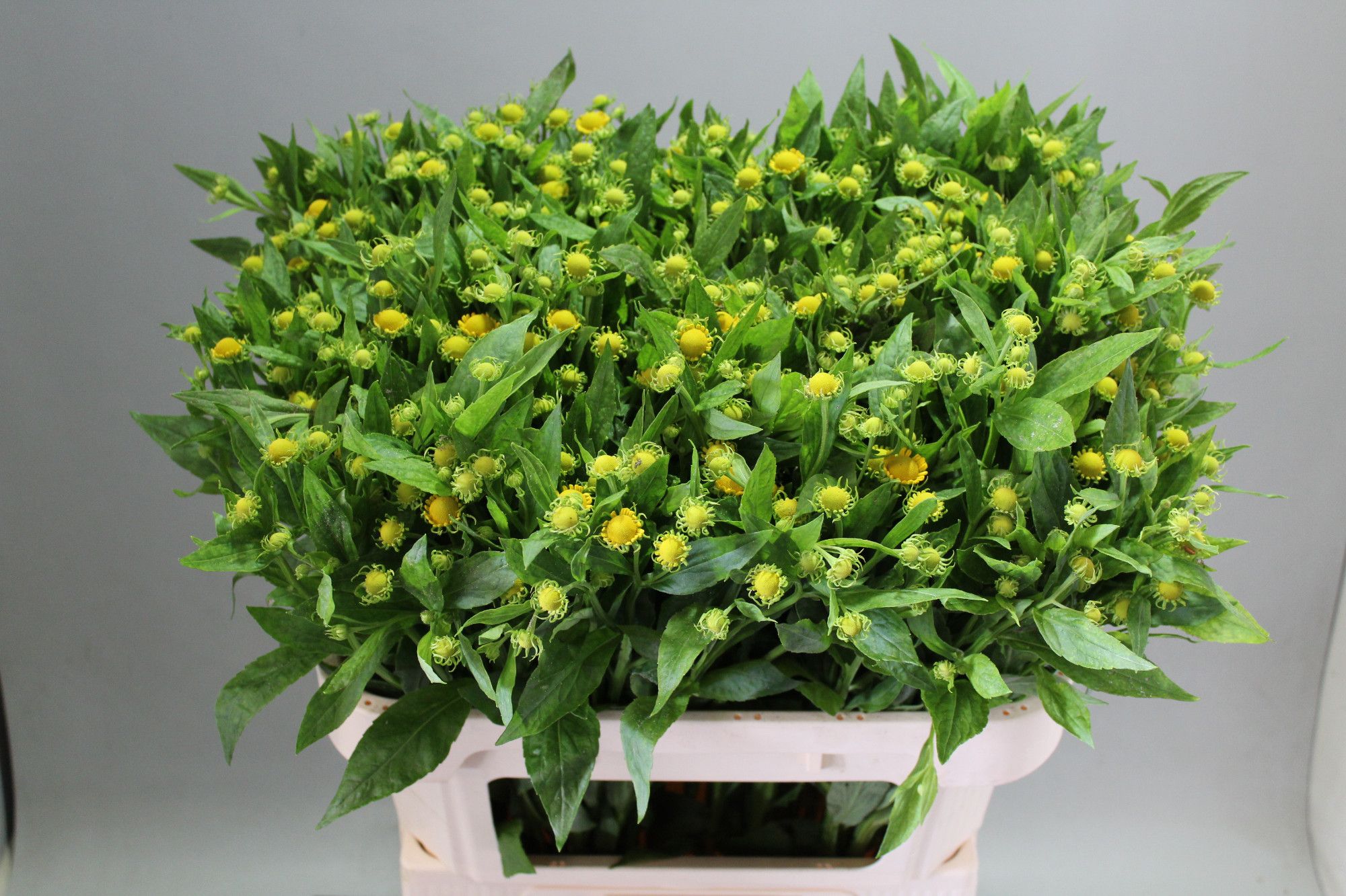 Helenium Kanaria 70cm