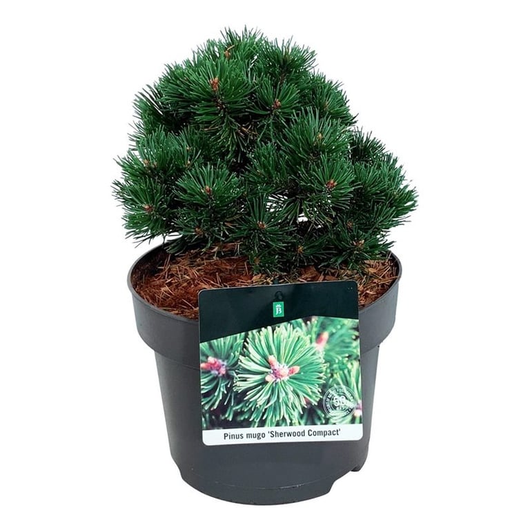 Picture of Pinus mugo 'Sherwood Compact'