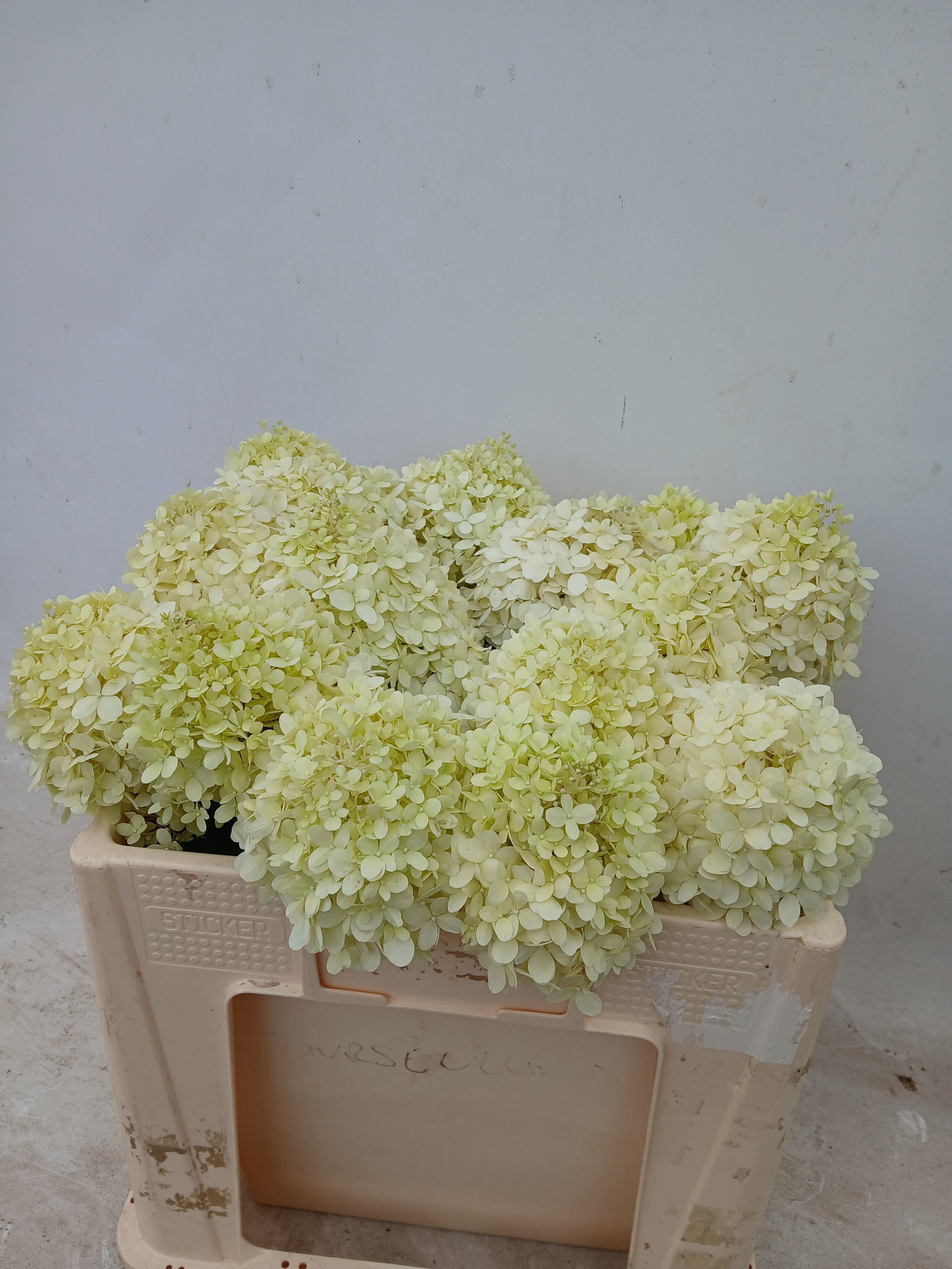 Hydr Pa Limelight