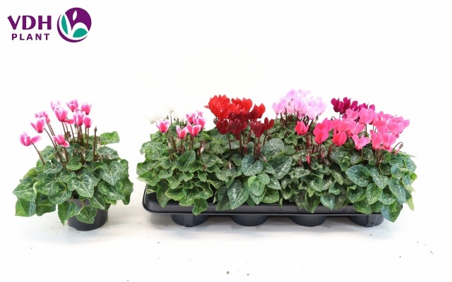 Cyclamen Mix Super Verano Patio 12Ø 22cm