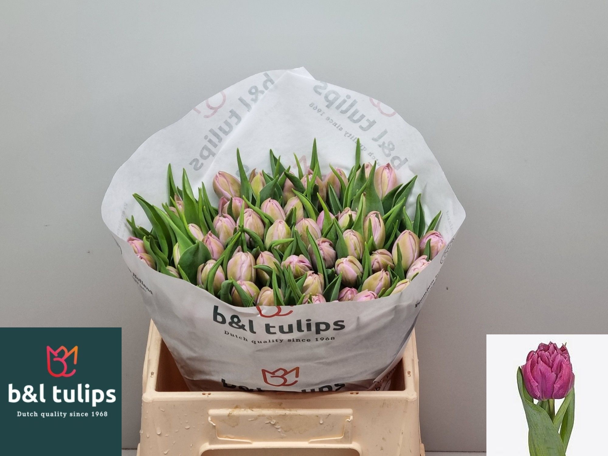 Tulipa Double Double Price 34cm 30gram