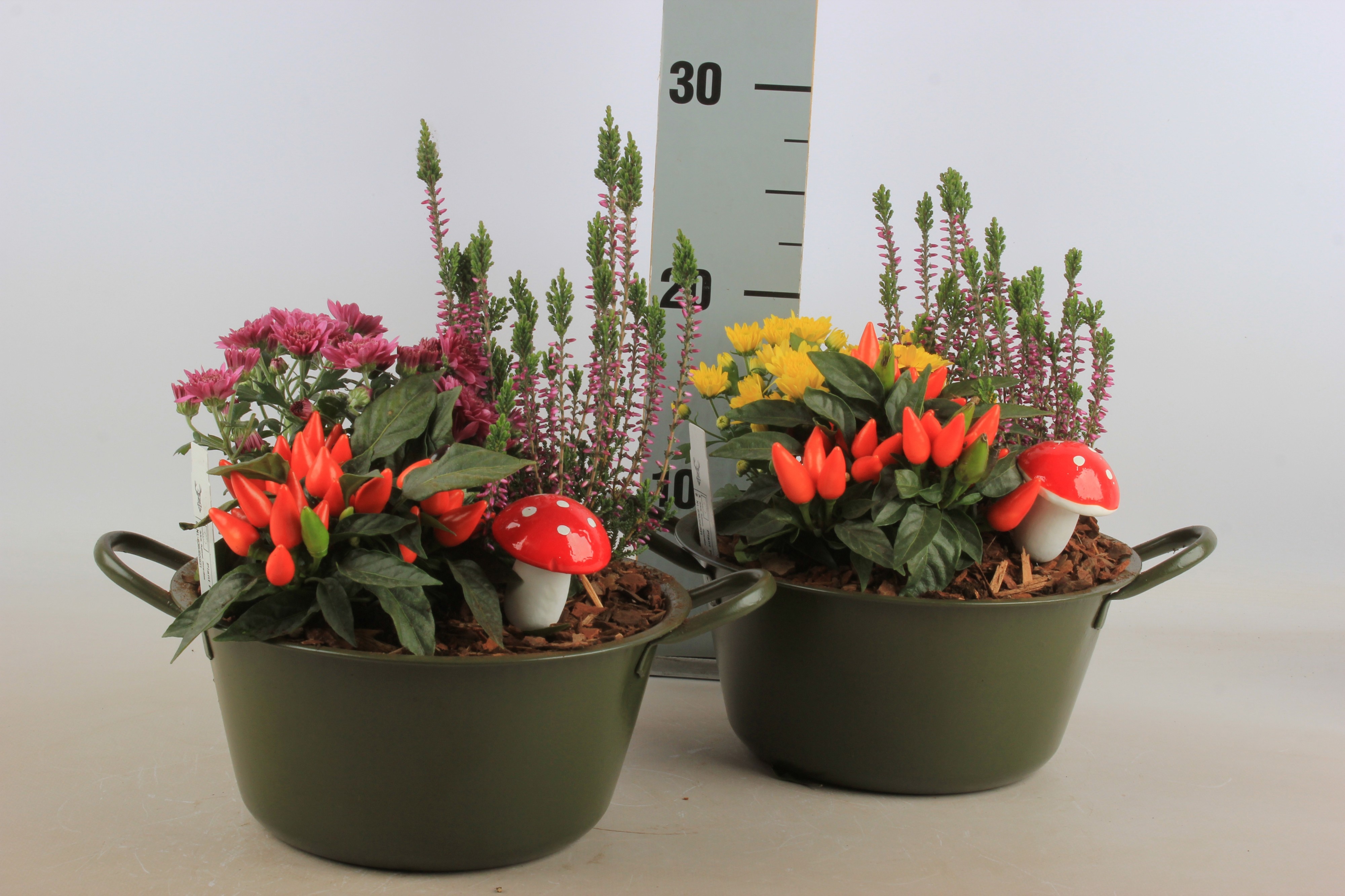 Arr Tuinplanten 22P 25cm 12bloei