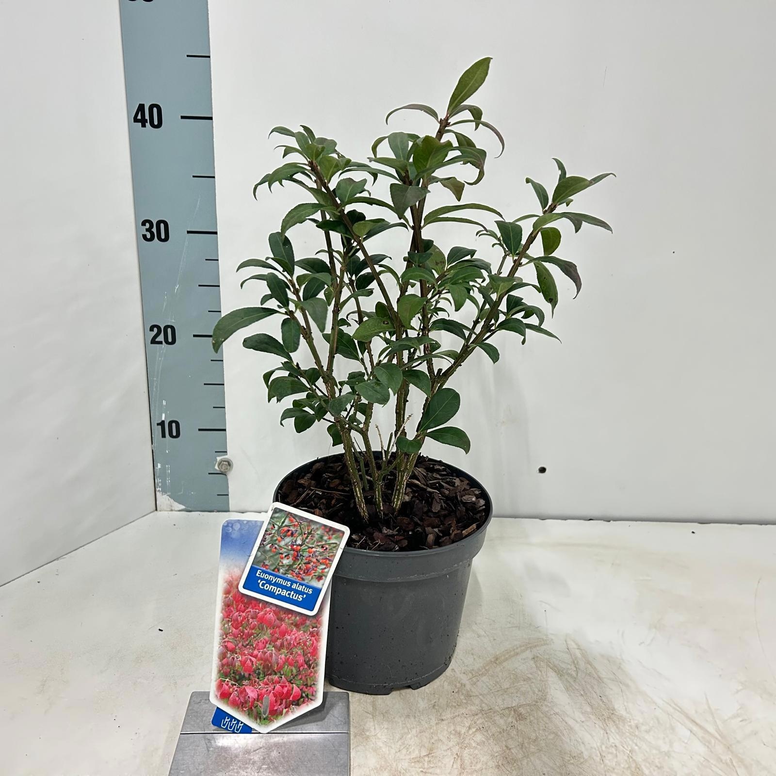 Euonymus alatus 'Compactus'