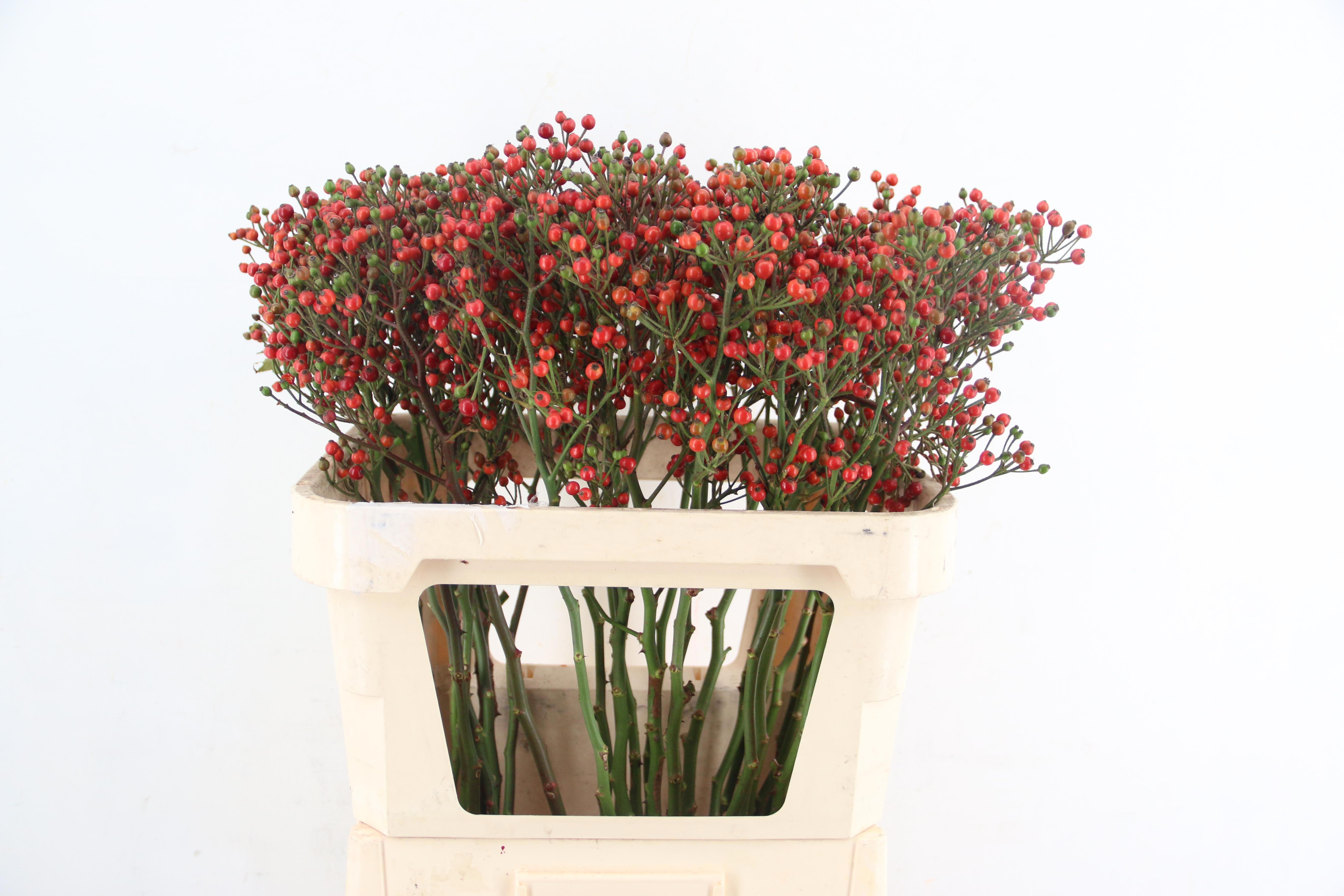Rosa Bells Hiphop 80cm