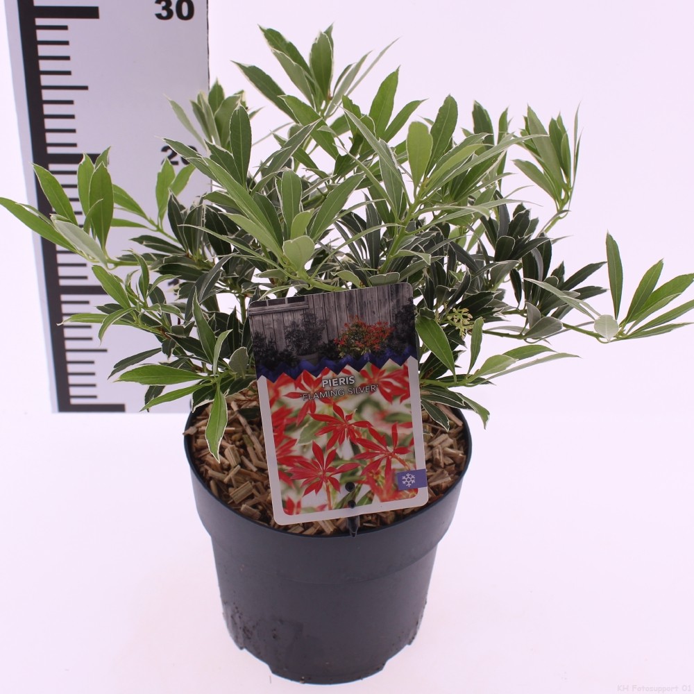 Picture of Pieris 'Flaming Silver'