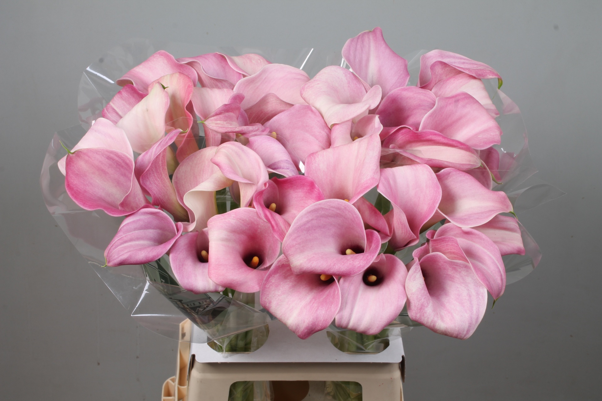 Zant Candyfloss 70cm