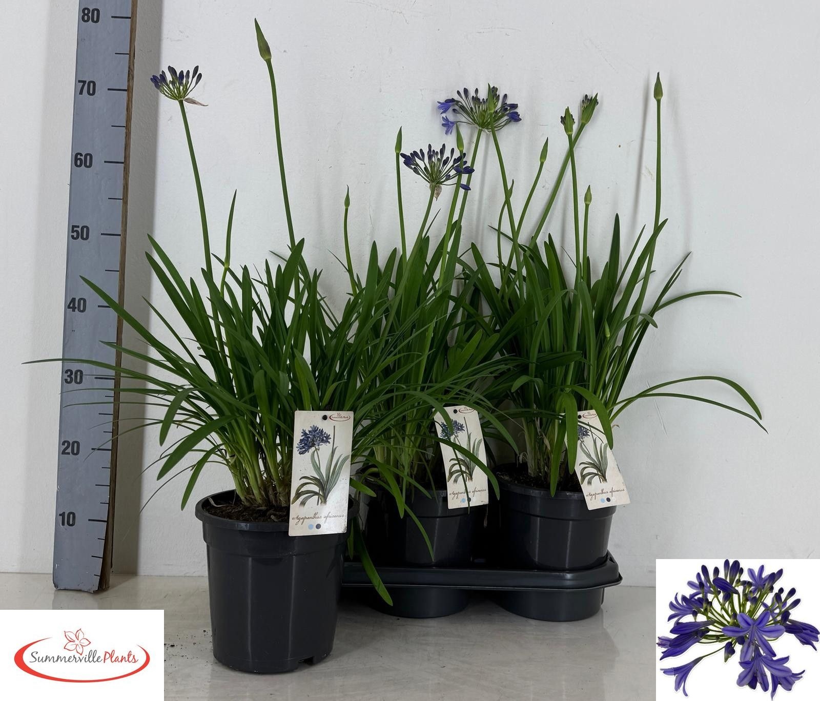 Agapanthus africanus - Afrikaanse Lelie