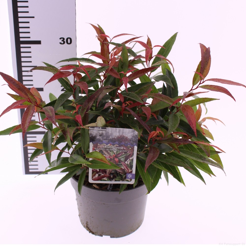 Picture of Leucothoe keiskei Burning Love P17 (2 Ltr)