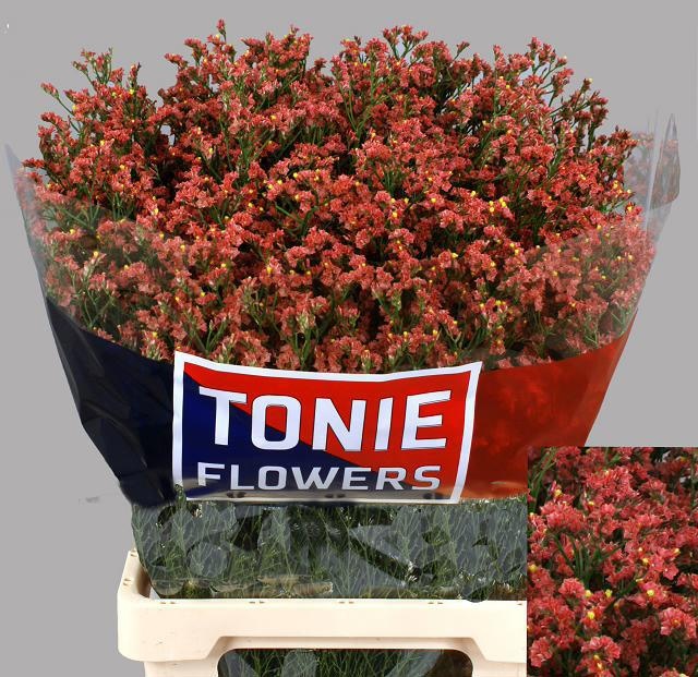 Limonium Sin Max Diamond 60cm 25gram