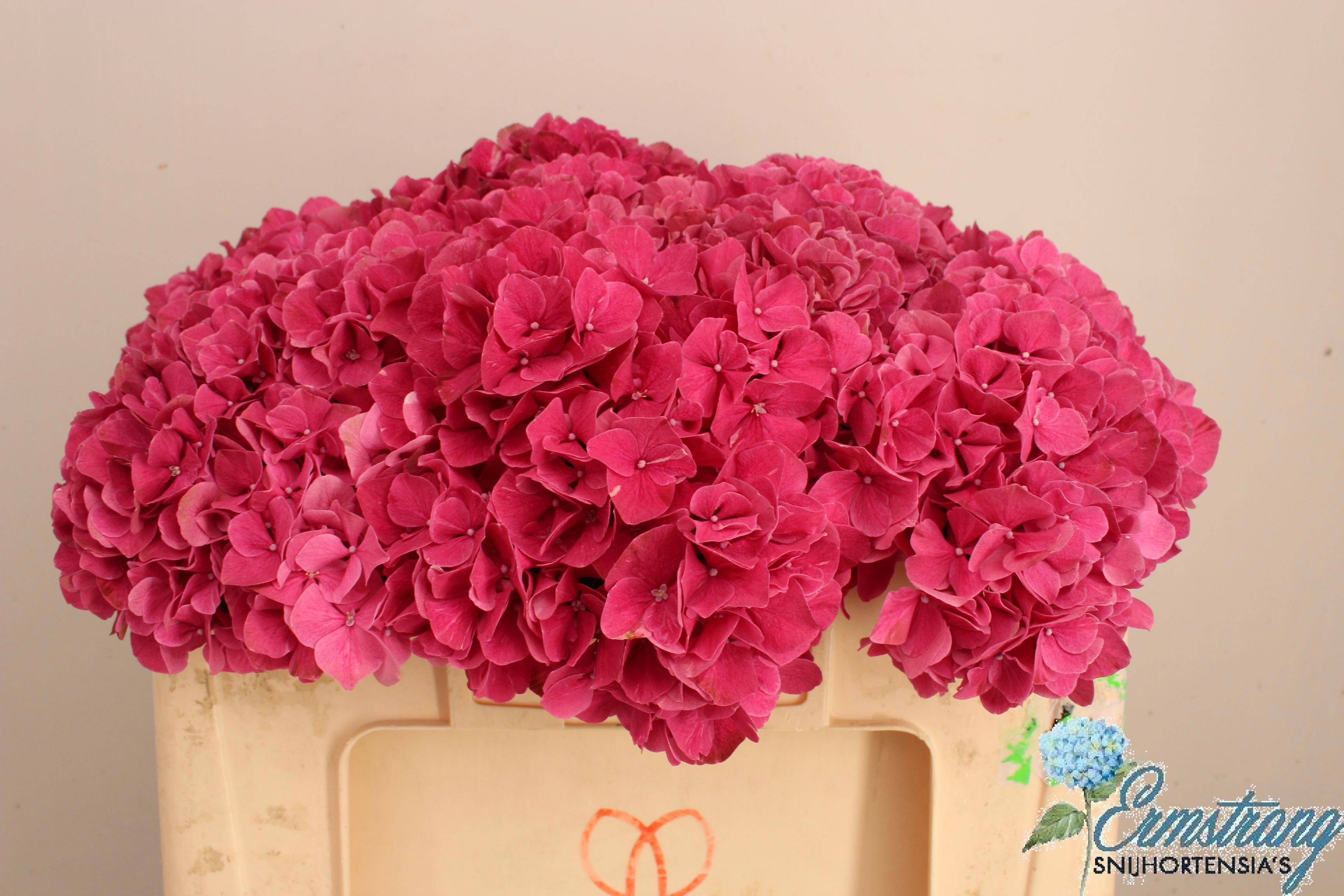 Hydrangea Mag Pink Ruby 50cm 16Ø