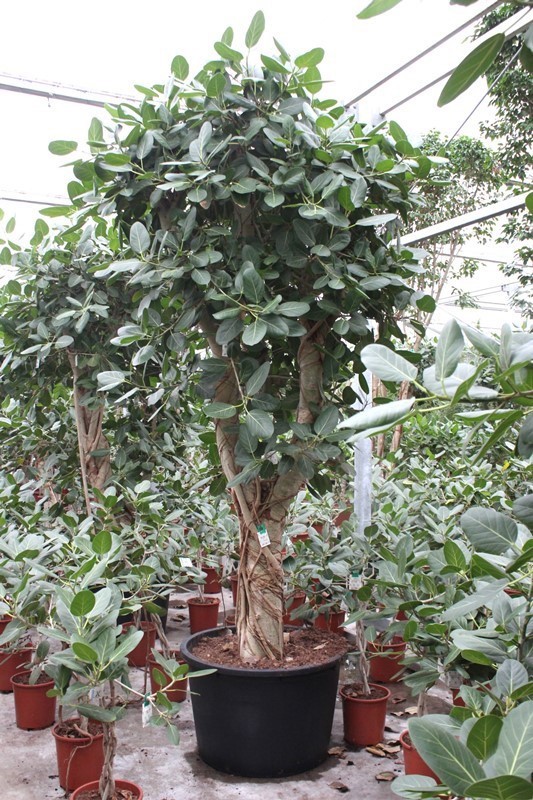 Ficus benghalensis