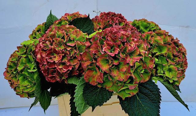 Hydrangea Roy Impr Classic B 60cm 24Ø