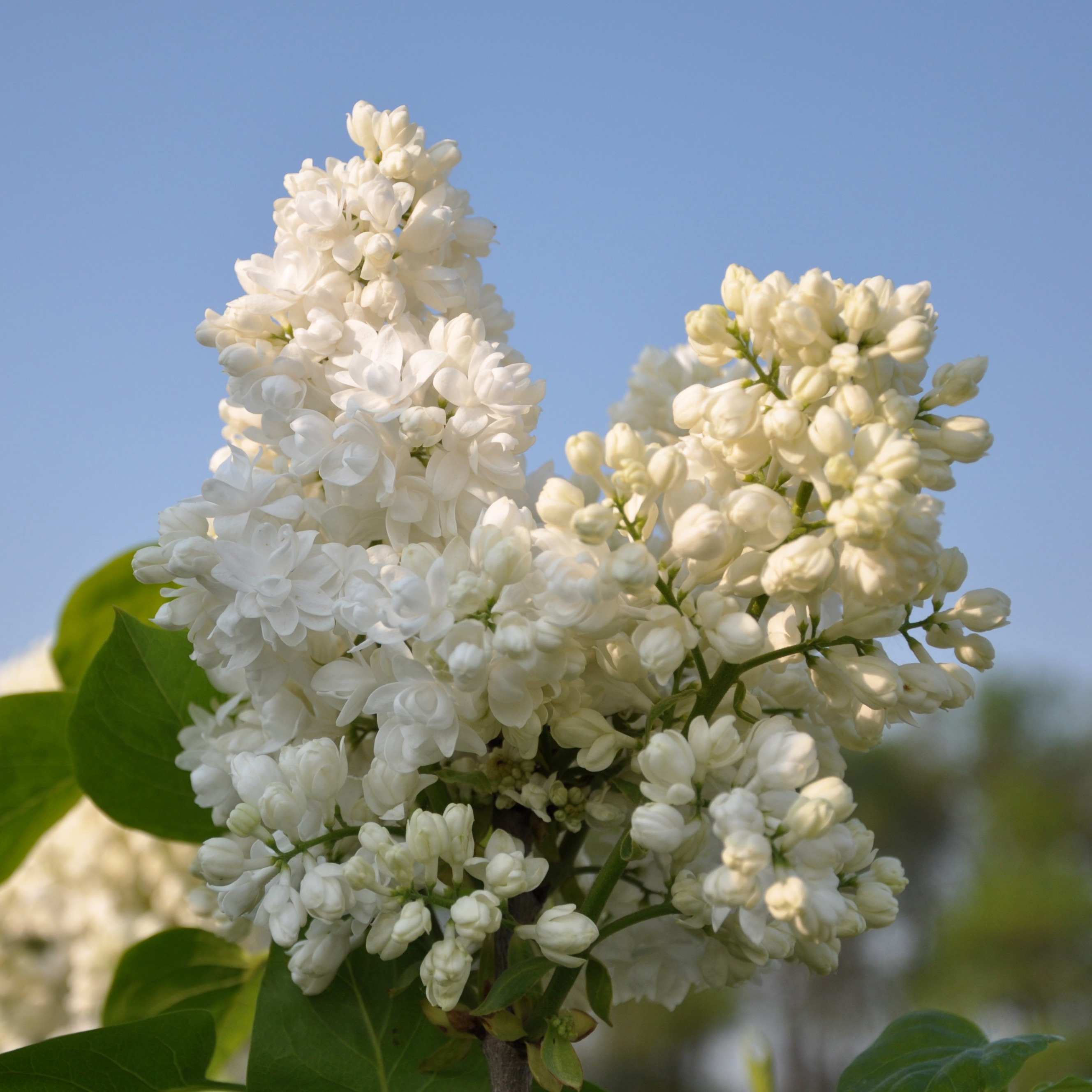 Syringa vul. Souv. d'Alice Harding stam 60, 2-jarig