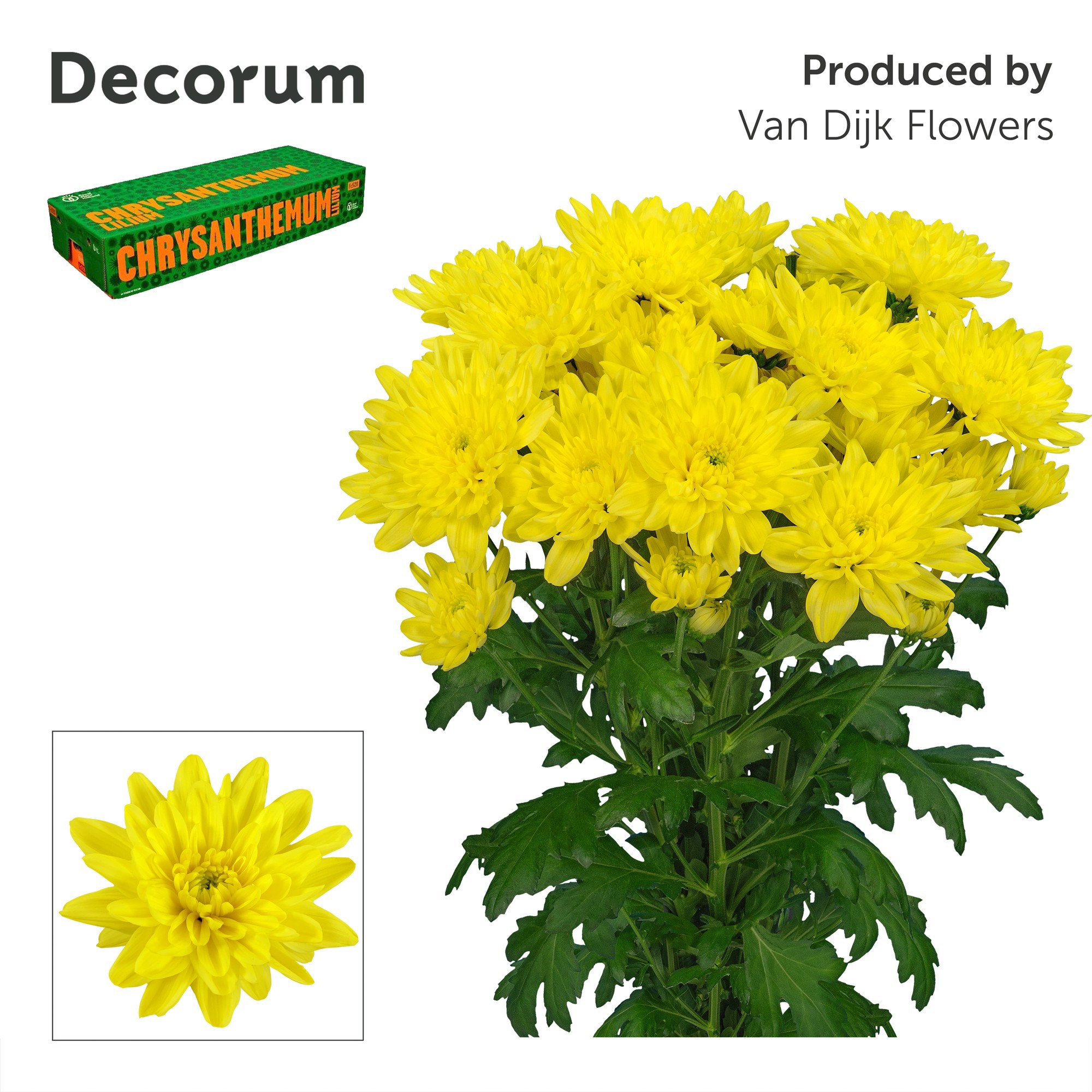 Chr T Baltica Yellow