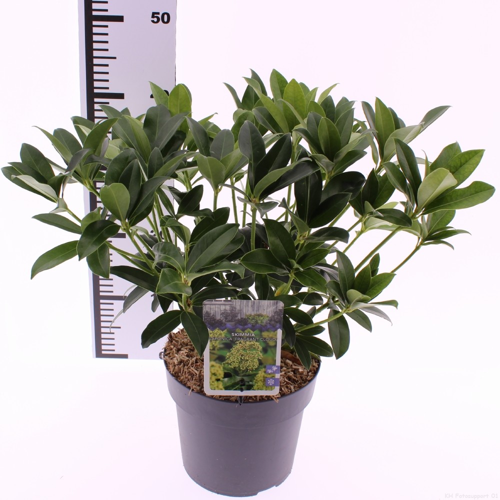 Picture of Skimmia jap. 'Fragrant Cloud'