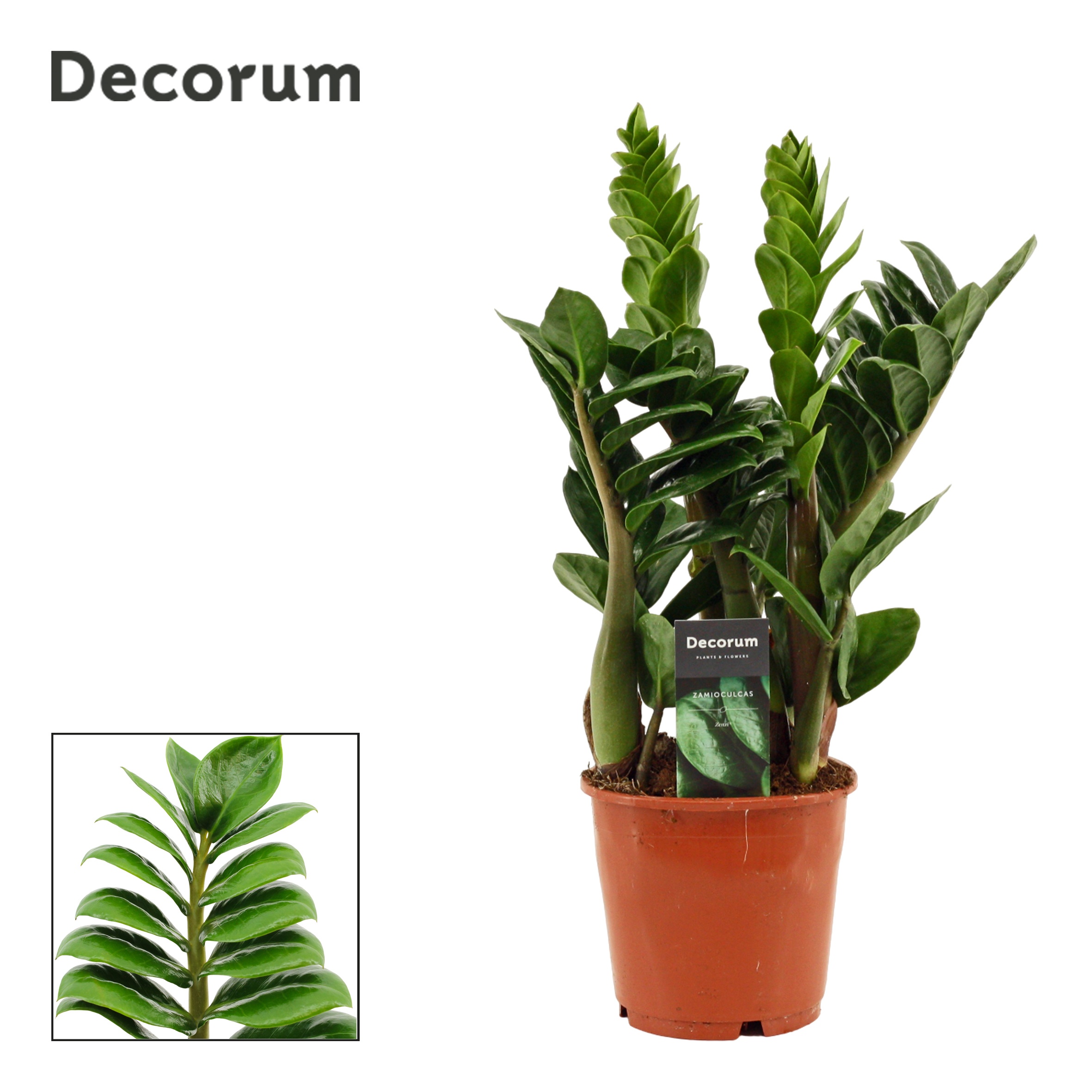 Zamioculcas zamiifolia Zenzi decorum