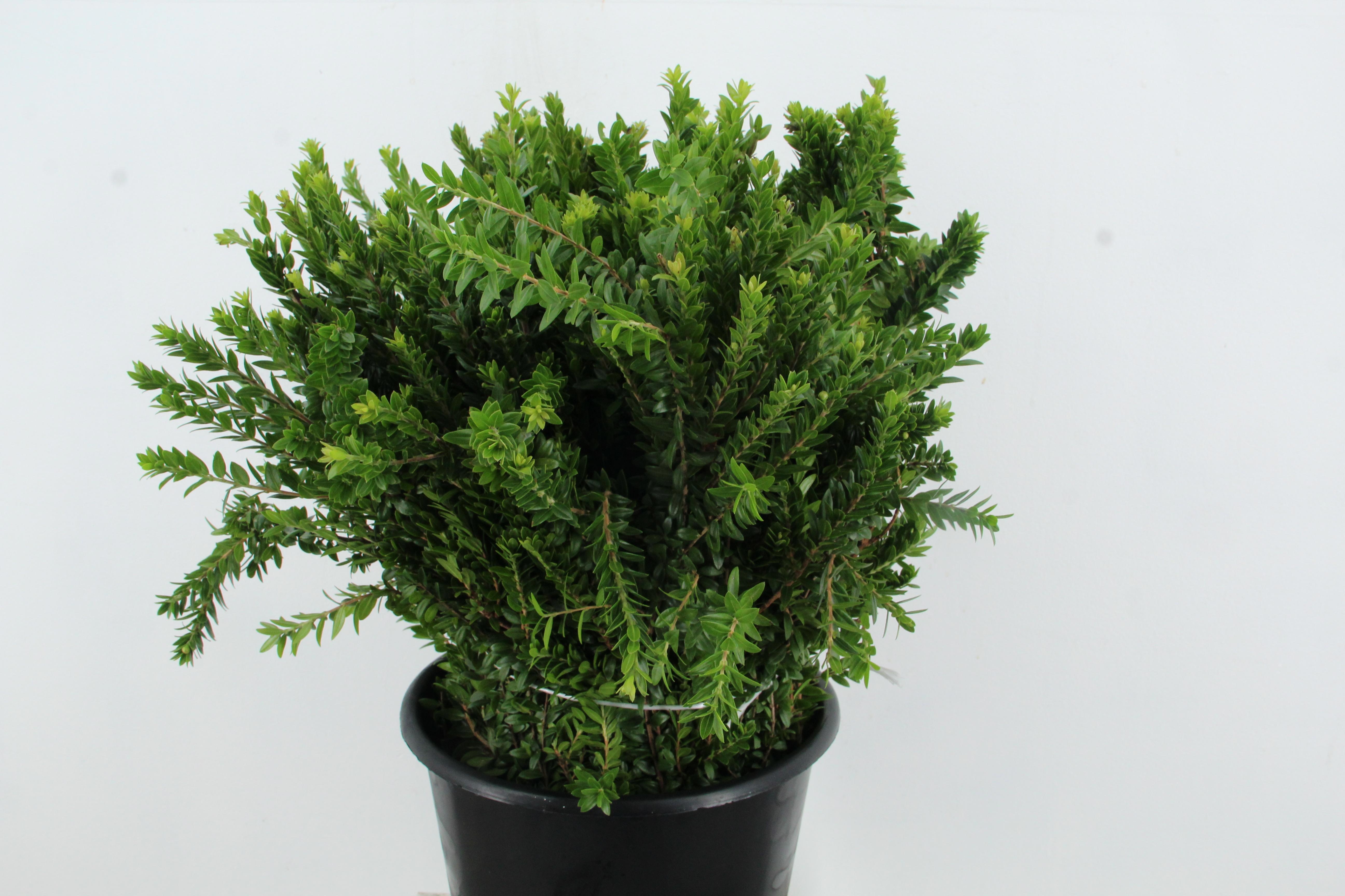 Myrtus Ov