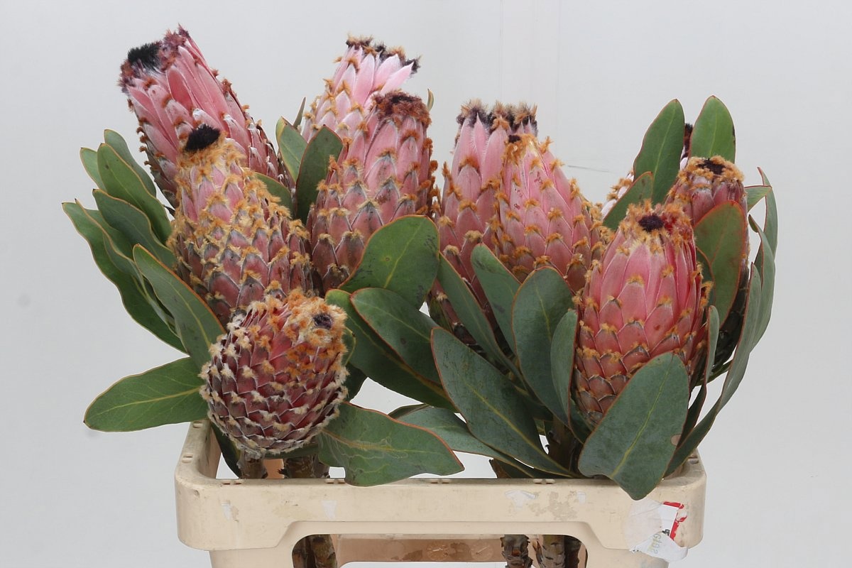 Protea Magnifica