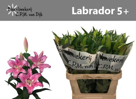 Li Ot Labrador