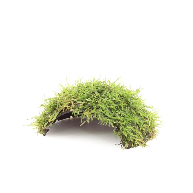 Coconut Single-hole with Java moss