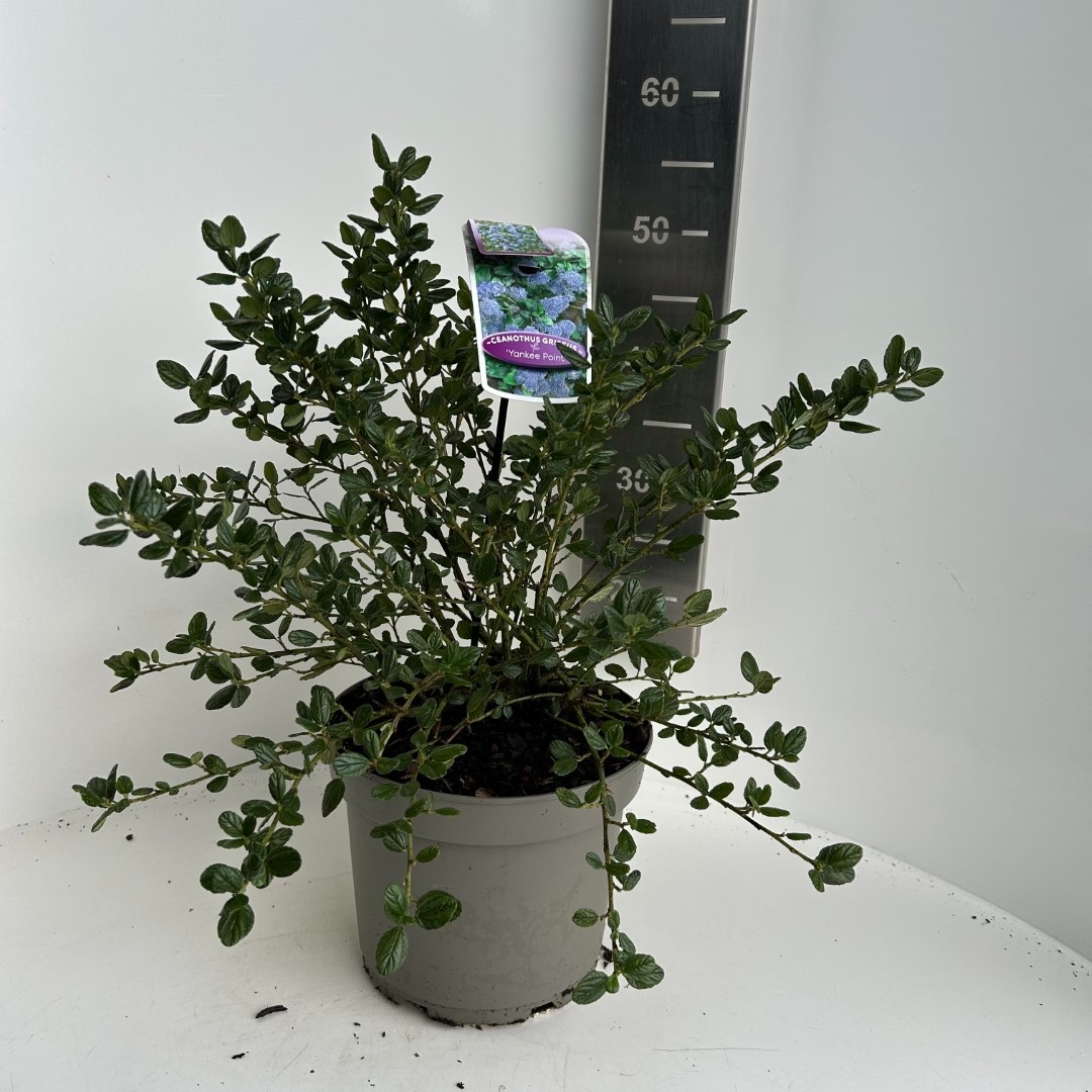 Picture of Ceanothus Yankee Point P23 (5 Ltr) (LOOSE)