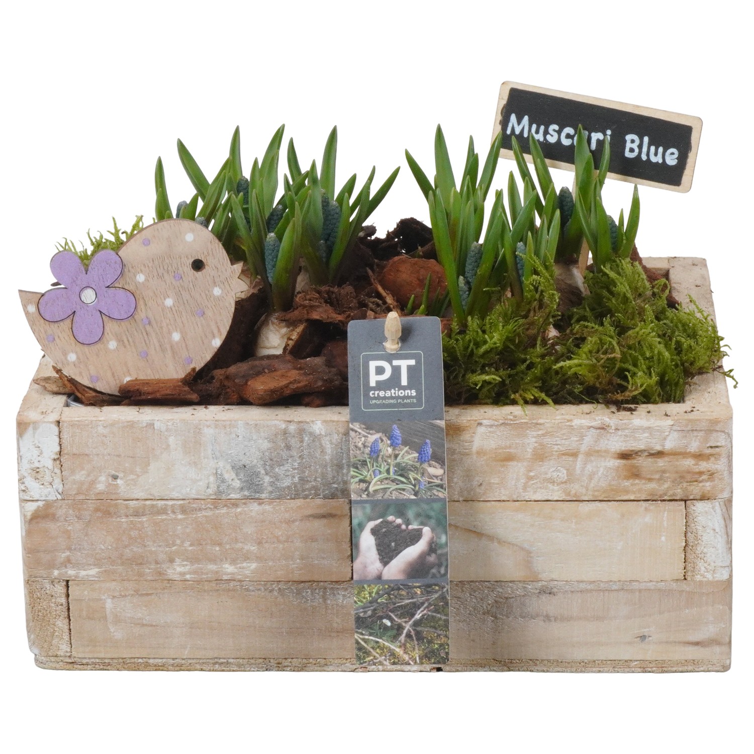 Picture of PTMB1100 Arrangement Muscari in wooden box P23 18cm