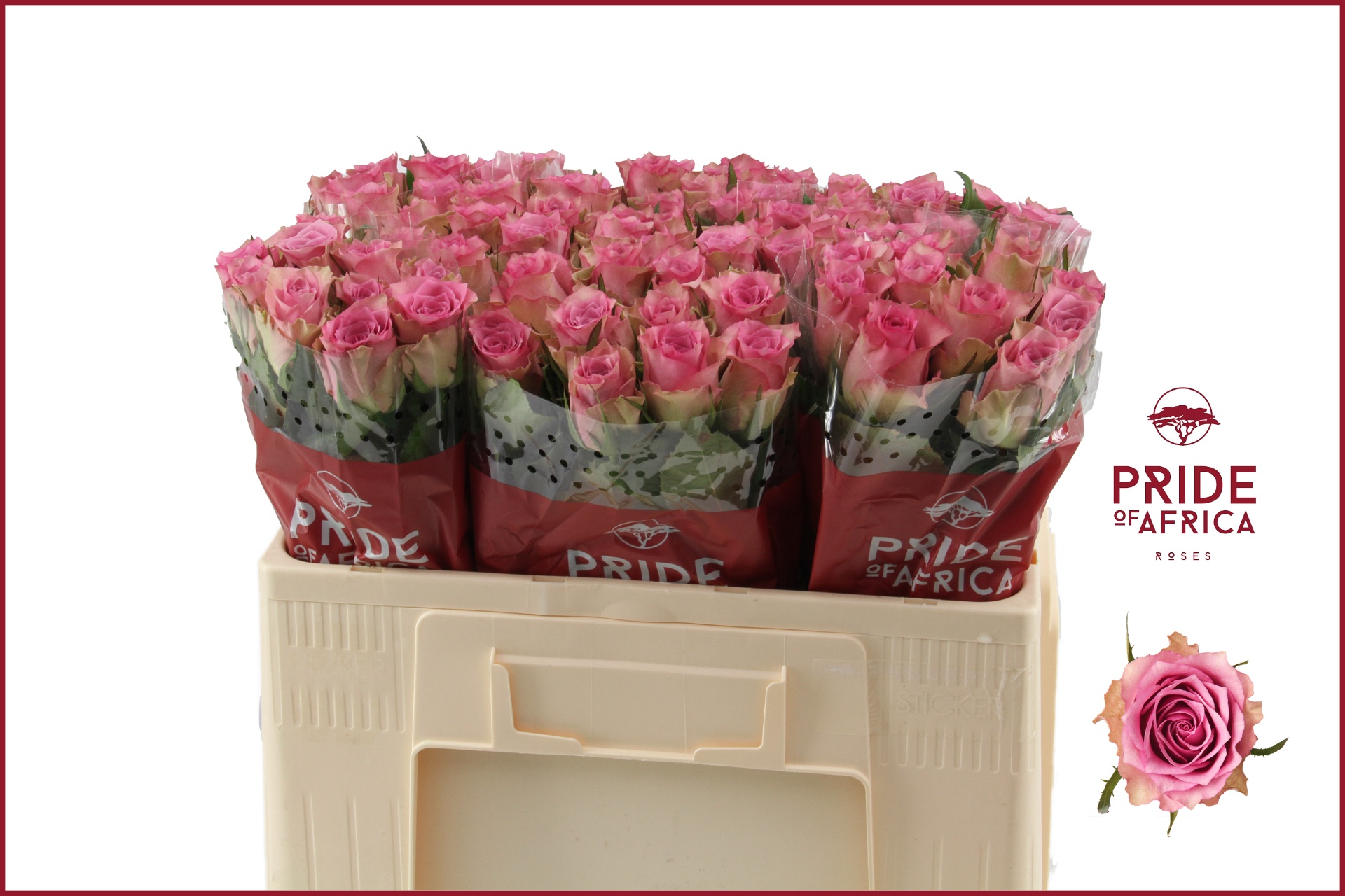 Rosa Flirt 50cm