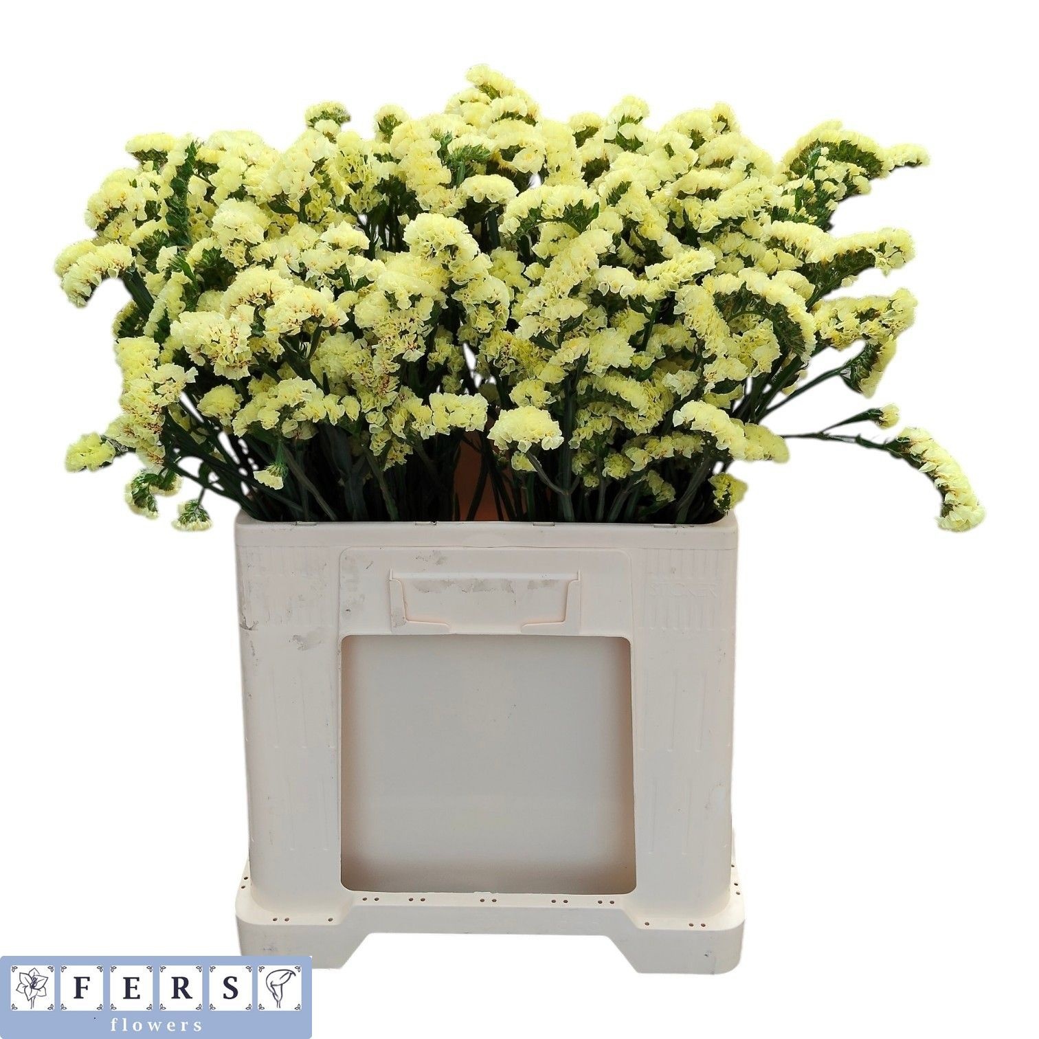 Limonium St Starlight Wings 50cm 22gram