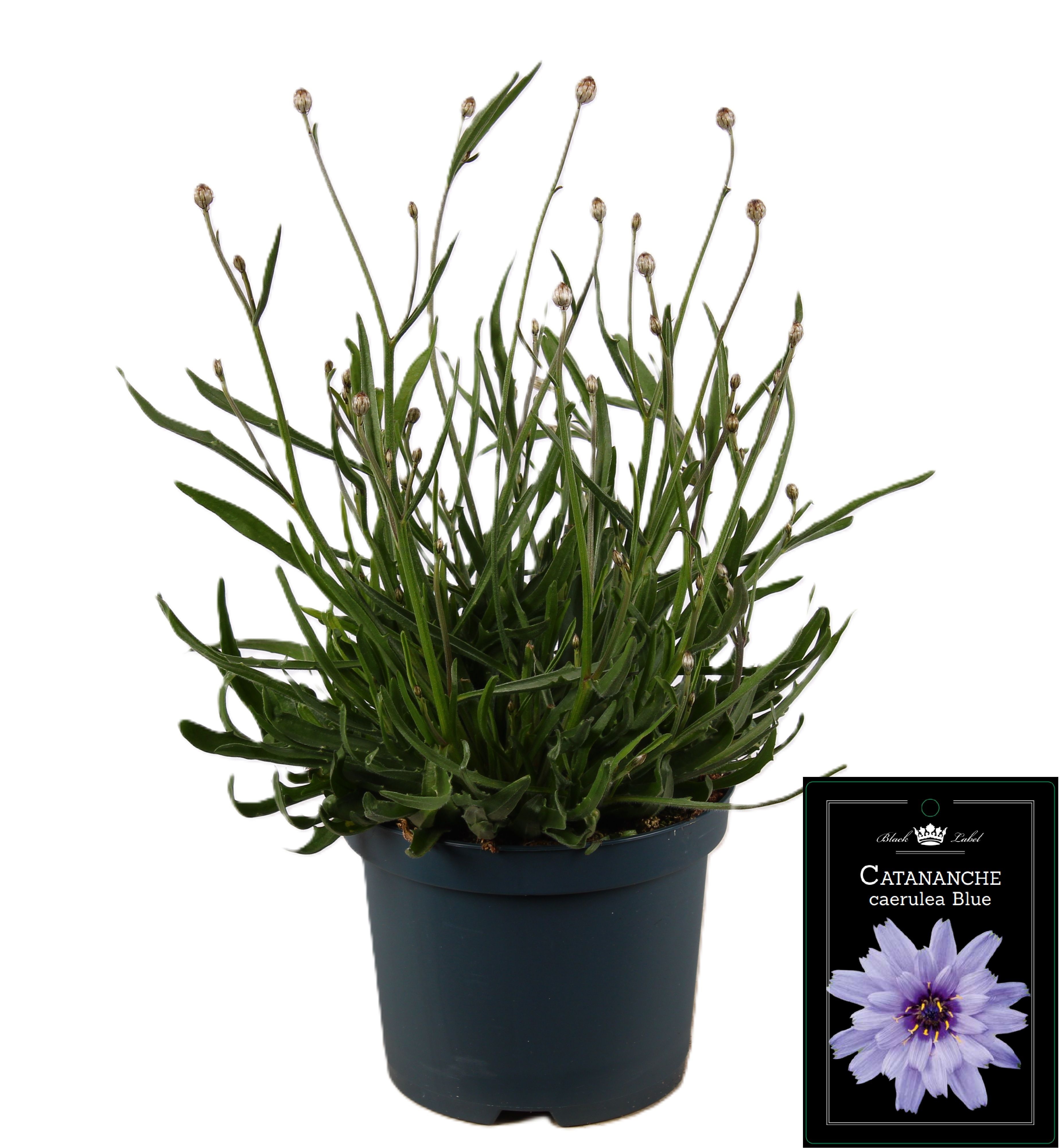 Picture of Catananche Caerulea Blue
