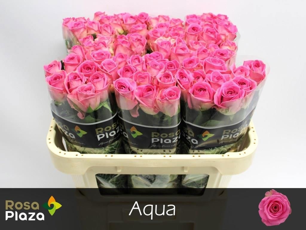 Rosa Aqua 70cm