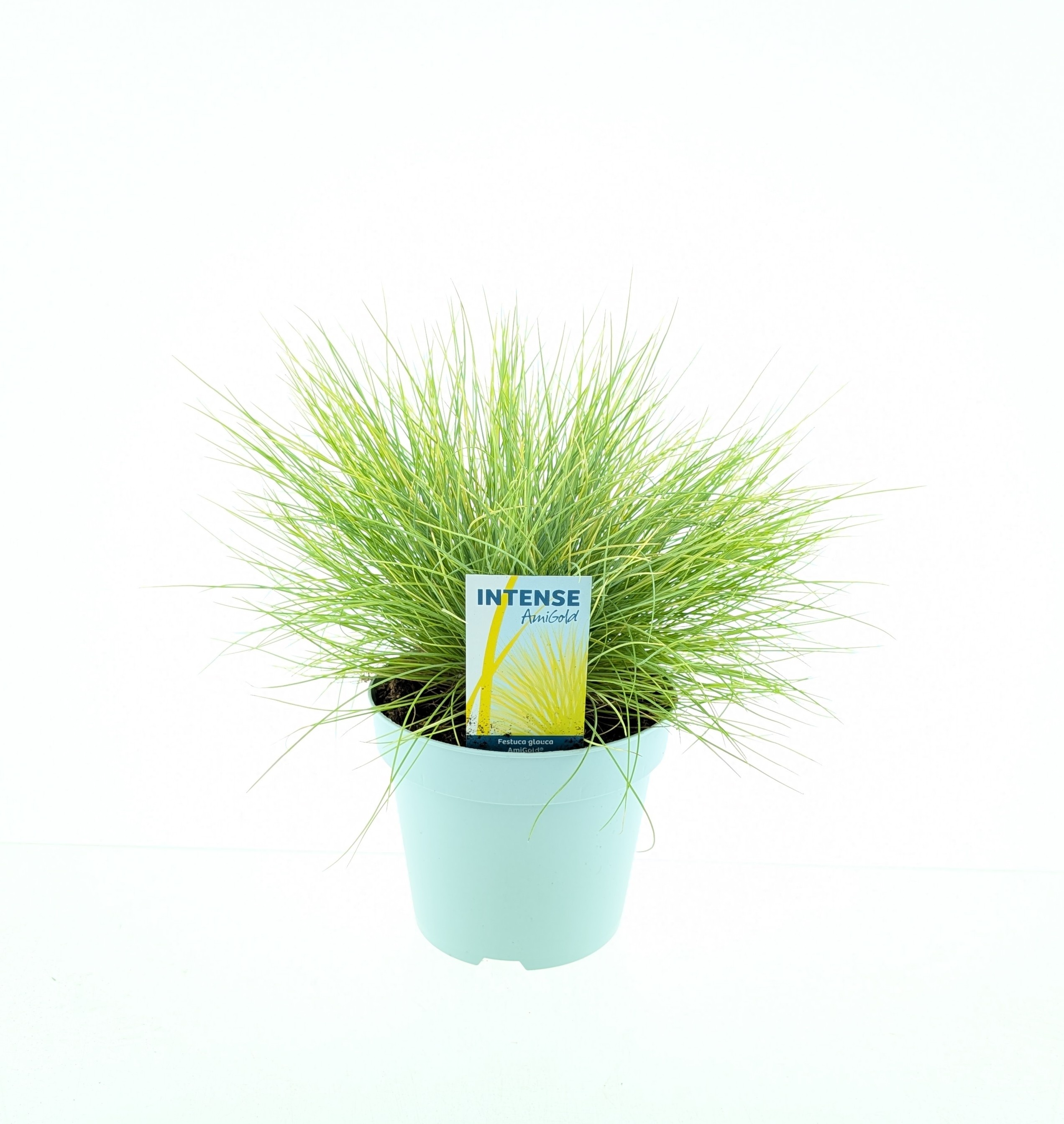 Picture of Festuca glauca AmiGold®