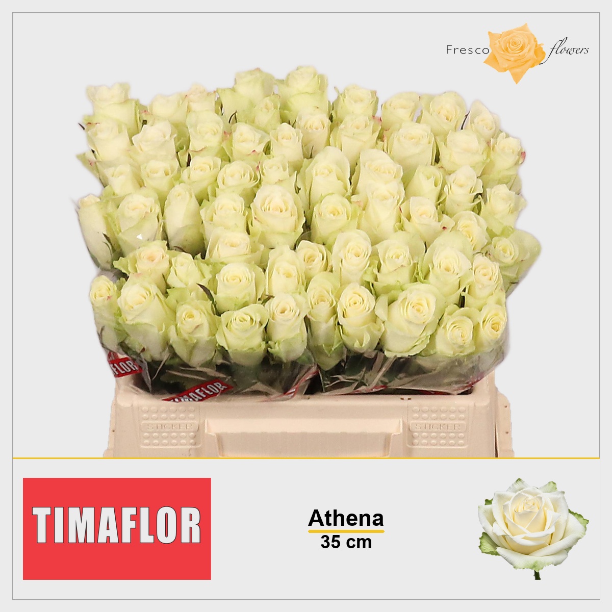 Rosa Athena 35cm