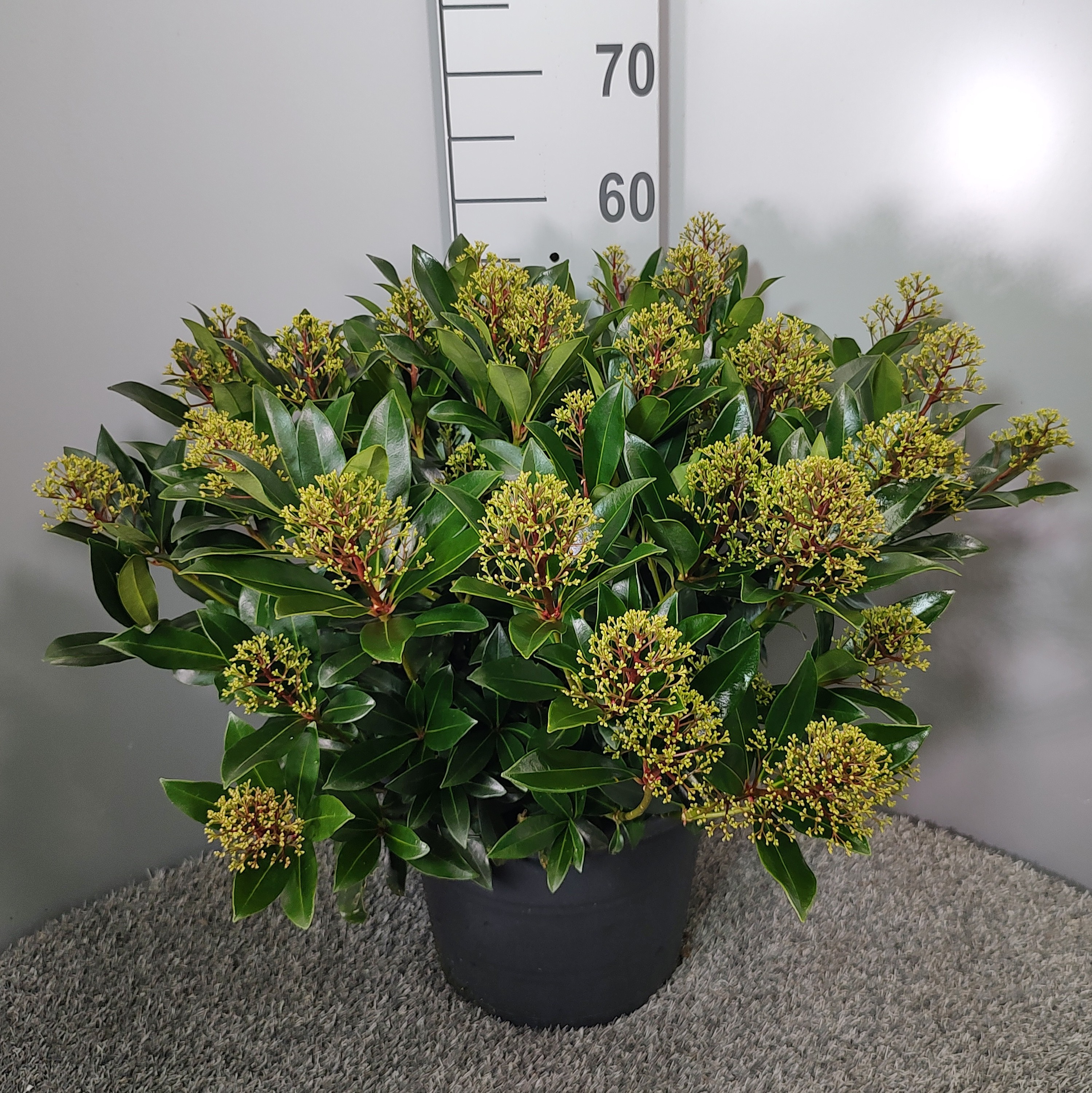 Picture of Skimmia japonica Rubesta Cuba P29 (10 Ltr)