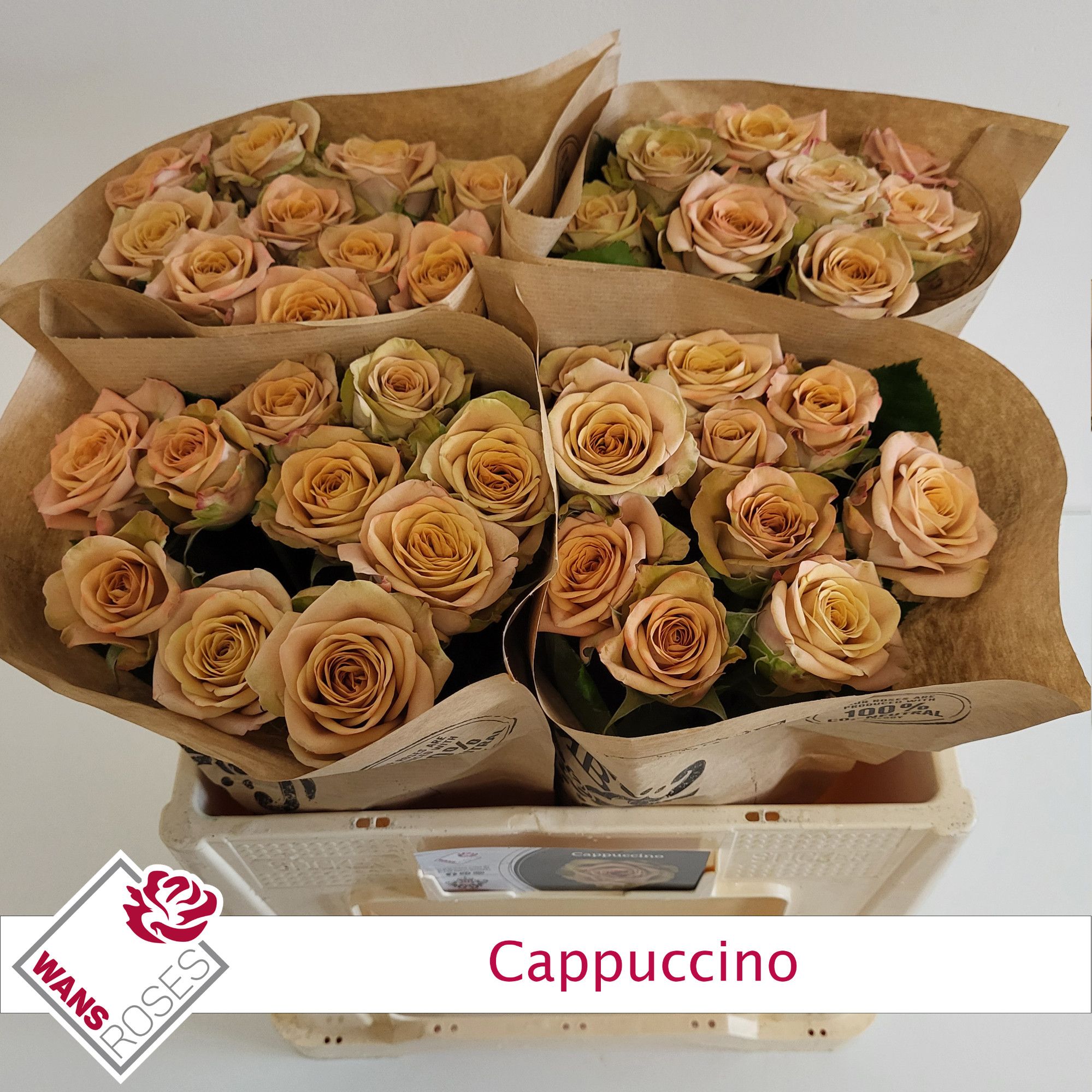 Rosa Capuccino 50cm