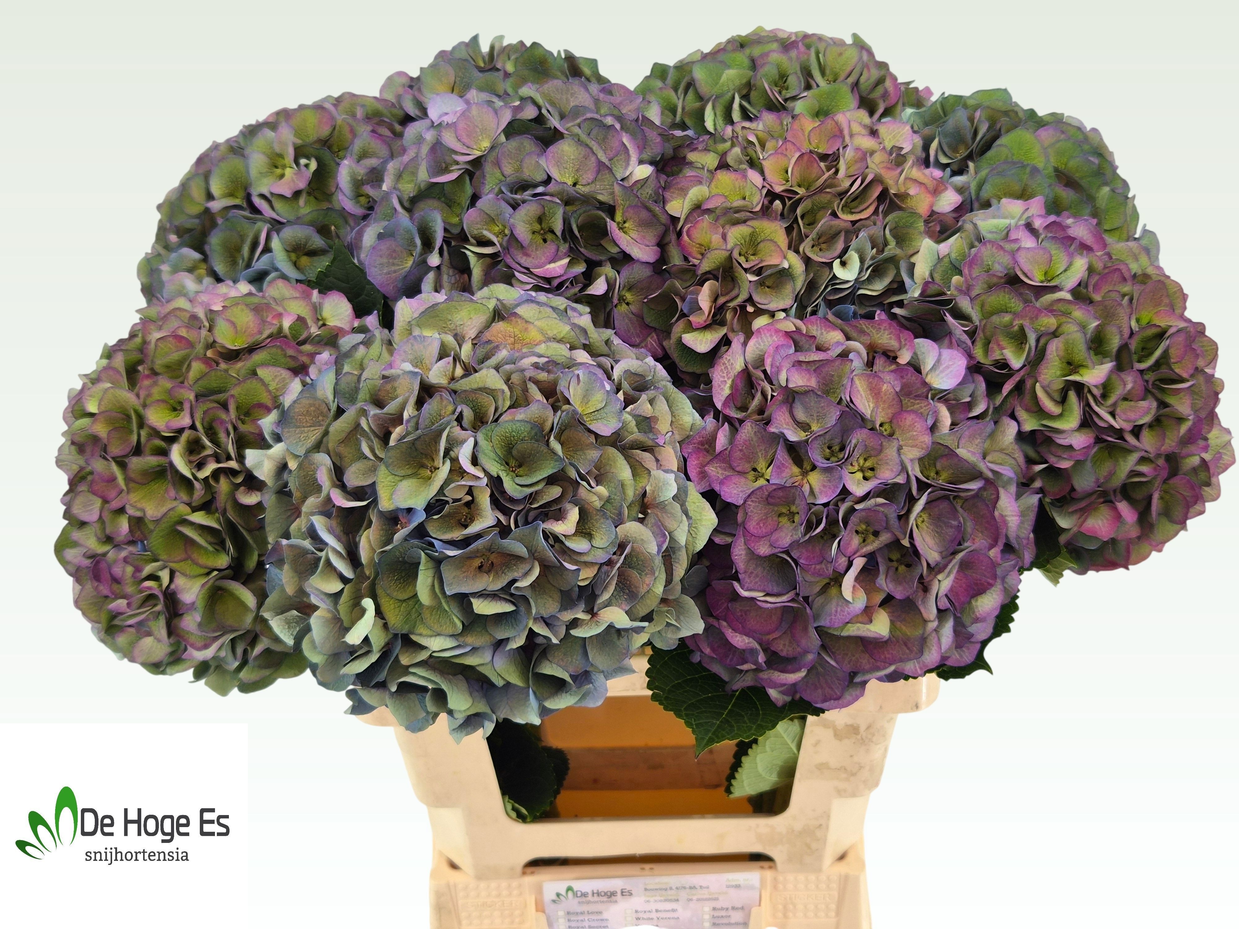 Hydrangea Royal Crown Classic 60cm 20Ø